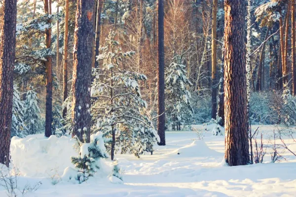 Zalety drewna syberyjskiego (skandynawskiego)